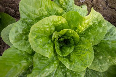 Natural lettuce grown in greenhouse . Organic lettuces.