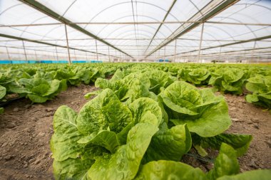 Natural lettuce grown in greenhouse . Organic lettuces.