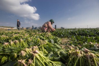 Seyrek - Foca - Izmir - Turkey, January 25, 2023, Seasonal workers working in a spinach field.