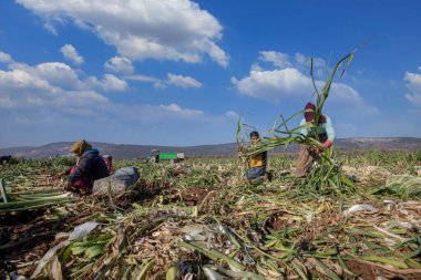Torbali - Izmir - Turkey, January 22, 2023, Seasonal workers working in a leek field. 