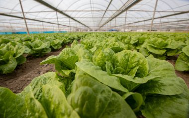 Natural lettuce grown in greenhouse . Organic lettuces.