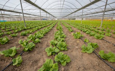 Natural lettuce grown in greenhouse . Organic lettuces.
