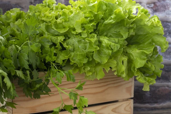 Closeup Verse Biologische Groene Bladeren Sla Salade Plant Hydrocultuur Groenten — Stockfoto