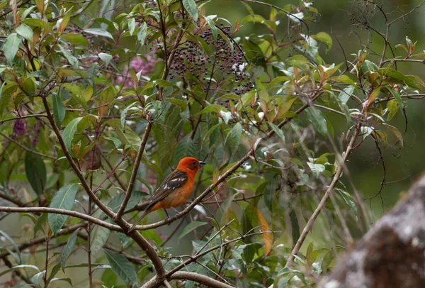 Tangara Couleur Flamme Oiseau Parmi Les Branches Arbre — Photo
