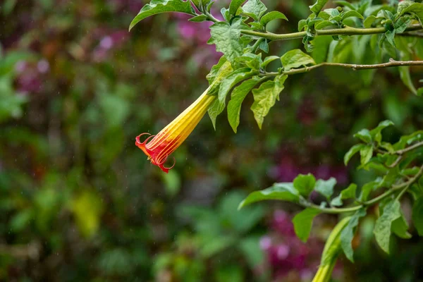 赤黄色の花 Brugmansia Vlcanicola花 — ストック写真