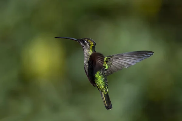 Fiery Throated Hummingbird Flapping Its Wings — Stock Photo, Image