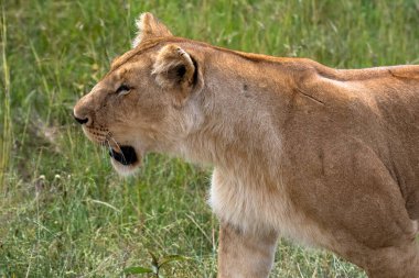 Portrait of a lioness in the Masai Mara, Kenya