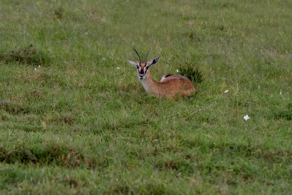 stock image  Linh dng Impalas in a Kenyan meadow