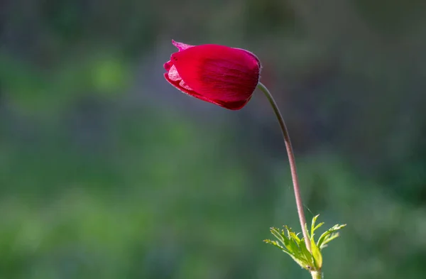 Лугу Цветут Анемоны — стоковое фото