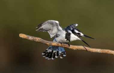 Pied Kingfisher; Türkçe adı Pied kingfisher bird