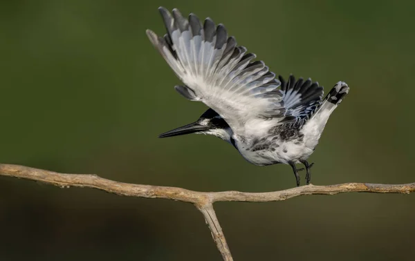 stock image Pied Kingfisher ; Turkish name Pied kingfisher bird