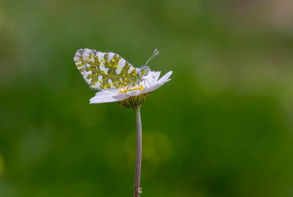 Mountain Butterfly Story Euchloe Ausonia — Stock Photo, Image