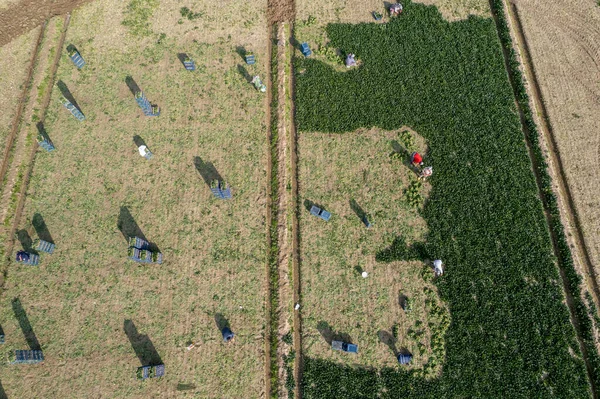 セイレック ズミル トルコ 2023年1月25日 ほうれん草畑で働く季節労働者 ドローンによる空中風景 — ストック写真
