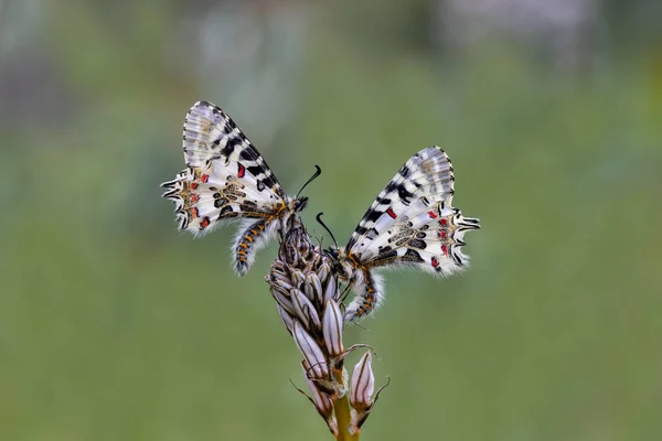 Forest Scalloped Butterfly Zerynthia Cerisyi Plant — Stock Photo, Image