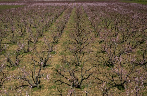 Izmir Turkey Blooming Peach Trees Selcuk Region — Stock Photo, Image