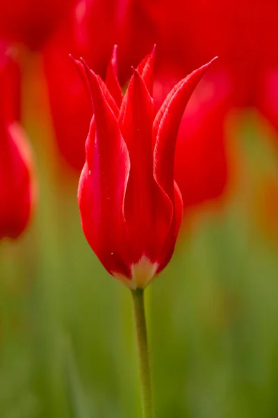 Tulipano Foto Istanbul Emirgan Grove — Foto Stock