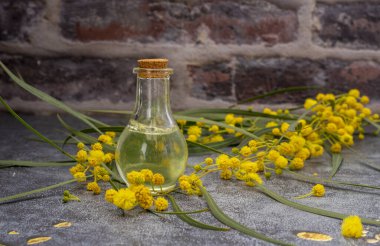 Mimosa çiçekleri. Aromaterapi için gerekli bir şişe mimoza çiçeği. Doğal gerekli yağ