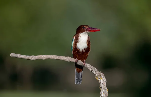 Halcyon Smyrnensis Nombre Turco Izmir Kingfisher —  Fotos de Stock