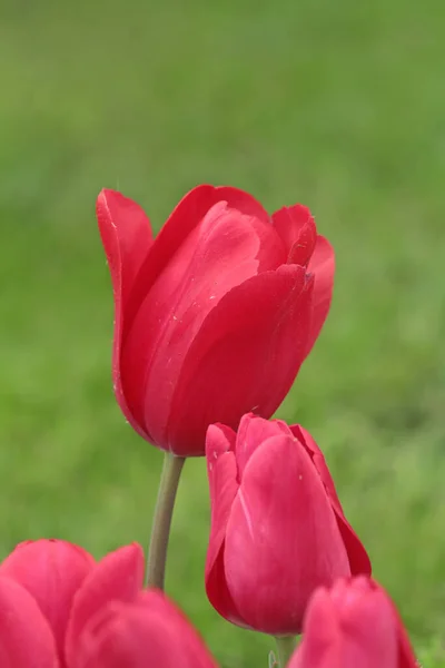Tulipa Fotos Istambul Emirgan Grove — Fotografia de Stock