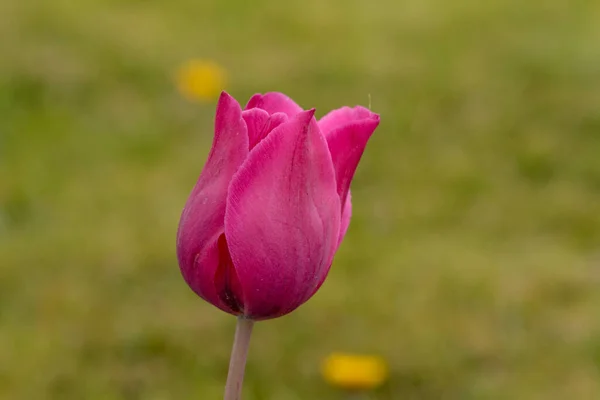 Tulipa Fotos Istambul Emirgan Grove — Fotografia de Stock