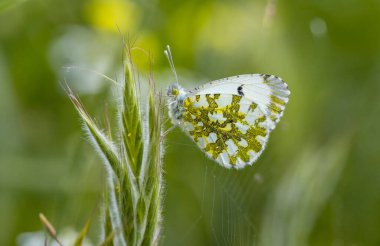 Bitkinin üzerinde turuncu süslü kelebek (Anthocharis kakuminleri)