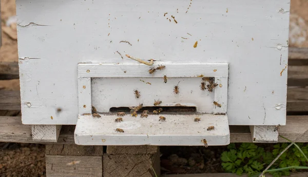 Μέλισσες Στην Είσοδο Της Κυψέλης — Φωτογραφία Αρχείου