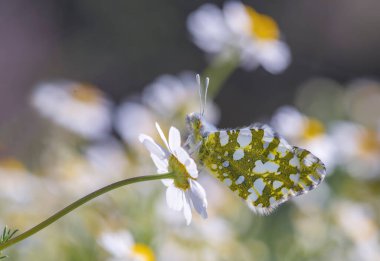 Euchloe Dağı Kelebeği (Euchloe ausonia)