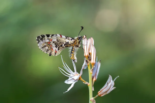 Forest Scalloped Butterfly Zerynthia Cerisyi — Stock Photo, Image