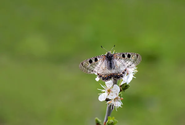 植物上の偽アポロン蝶 アルコン アポリン — ストック写真