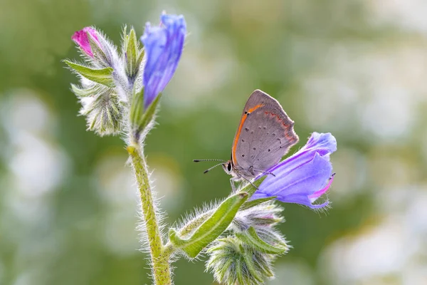 Spotted Copper Butterfly Lycaena Phlaeas Plant — Stock Photo, Image