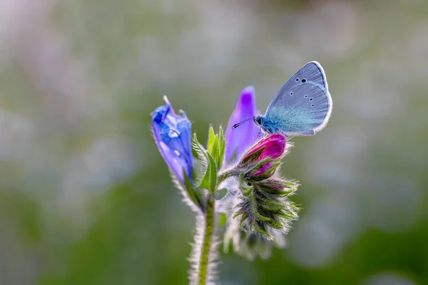 Blauäugiger Schmetterling Glaucopsyche Alexis Auf Pflanze — Stockfoto