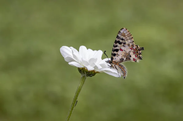 Лісова Луската Метелик Зеринтяний Церисей Рослині — стокове фото