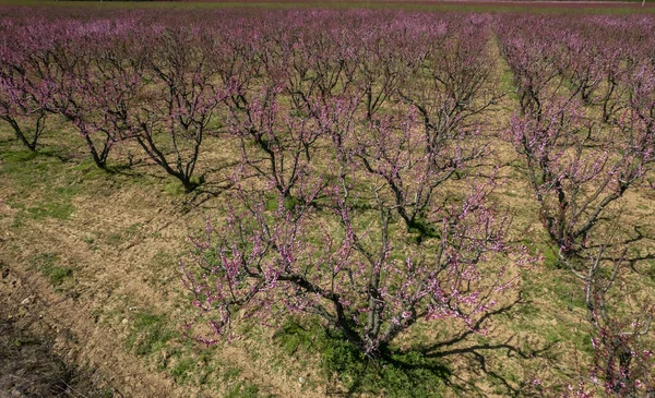 イズミル トルコ セルク地方の桃の木の開花 — ストック写真