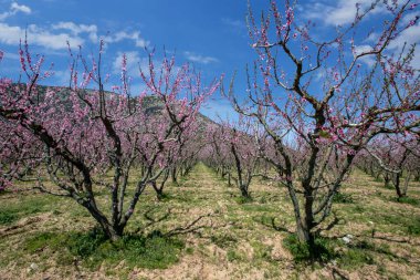 Çiçekli şeftali ağaçları