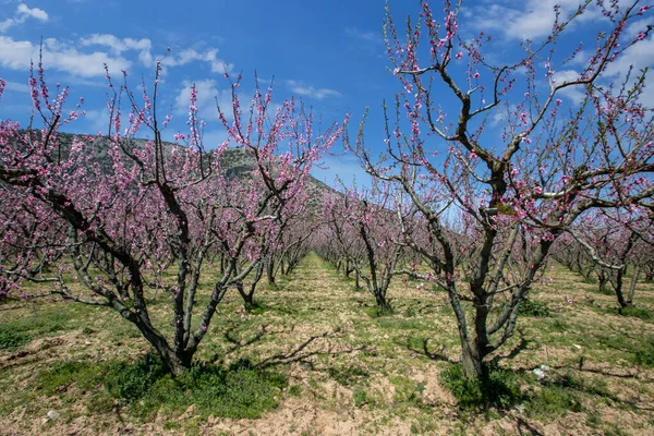 stock image Blooming peach trees in