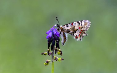 Bir bitkinin üzerindeki orman kabuklu kelebeği (Zerynthia cerisyi)