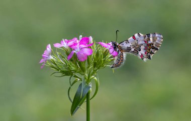 Bir bitkinin üzerindeki orman kabuklu kelebeği (Zerynthia cerisyi)