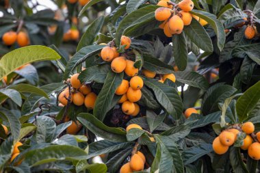 Yeni dünya ağaç dalı, Malta eriği (Eriobotrya japonica) Taze meyve .