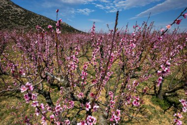 İzmir - Türkiye; Selcuk bölgesinde çiçek açan şeftali ağaçları