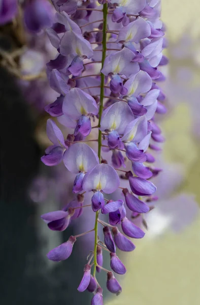 Chinese purple panicle. japanese wisteria