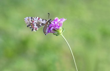 Bir bitkinin üzerindeki orman kabuklu kelebeği (Zerynthia cerisyi)