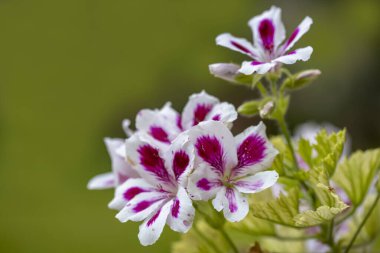 İzmir 'in Sakran ilçesinde gün batımı