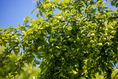Bahçede erik ağacı ve yeşil erikler