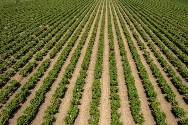 Białe Winnice Bez Nasion Światowej Sławy Winogrona Regionu Manisa — Zdjęcie stockowe