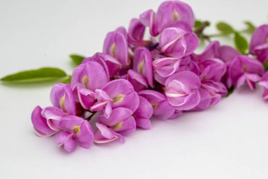 Leylak renkli Akasya ağacı çiçeği