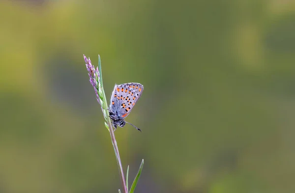 Akbes Weasel Papillon Sur Plante Tomares Nesimachus — Photo