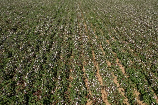 Cotton Fields Menemen Izmir Plain Aerial Drone Footage — ストック写真