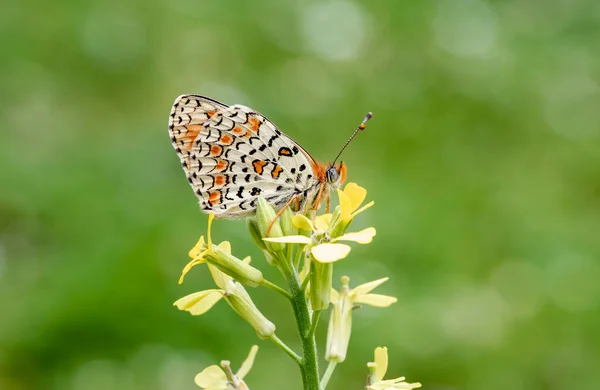 Algerischer Iparkhan Schmetterling Melitaea Ornata Auf Pflanze — Stockfoto
