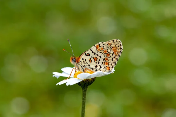 Помаранчева Вишукана Метелик Кардамін Антохарі Рослині — стокове фото