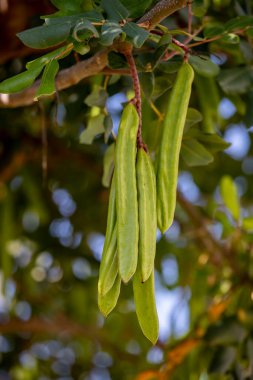 Keçiboynuzu ağacı, taze yeşil keçiboynuzu böğürtlen, keçiboynuzu sağlıklı yemek, Ceratonia silikesi (keçiboynuzu))